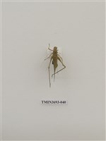 藏品(直翅目(1))的圖片